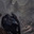 Corvus